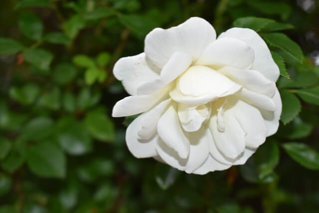 white rose