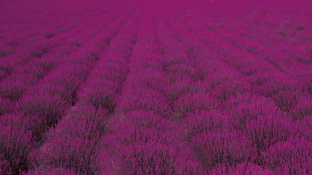 field of flowers